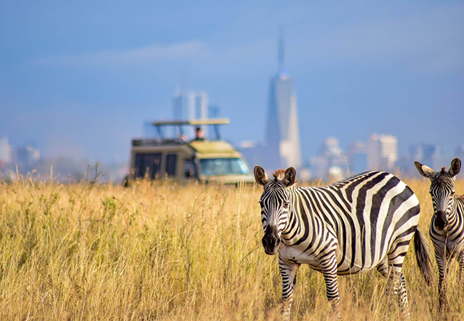 1 Day Nairobi National Park Tour