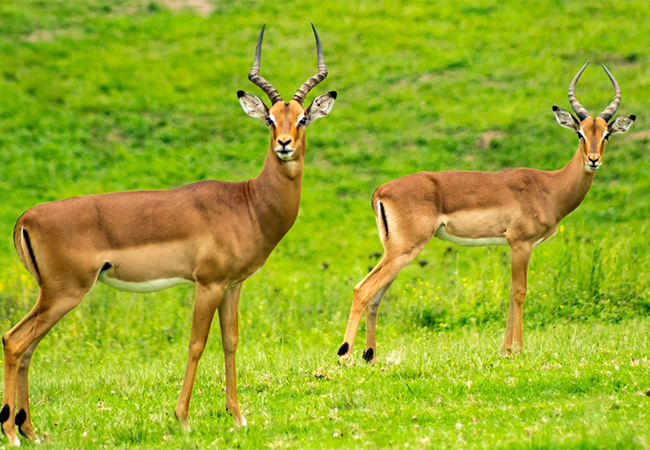 10 Days Masai Mara – Lake Nakuru – Lake Manyara – Ngorongoro Crater – Serengeti Kenya Tanzania Safari