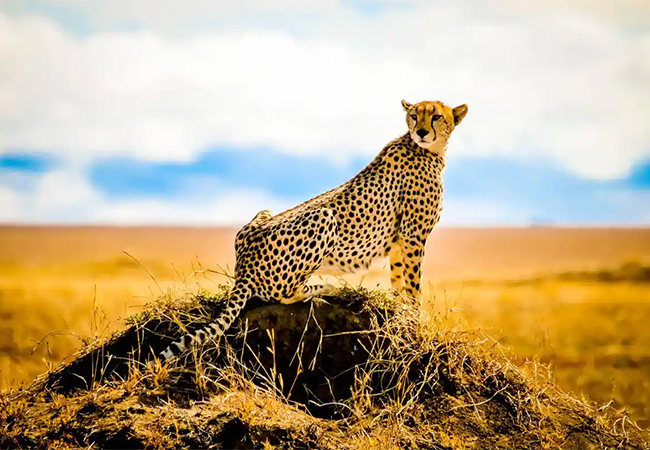 11 Days Masai Mara – Lake Nakuru – Amboseli – Ngorongoro Crater – Serengeti Kenya Tanzania Safari