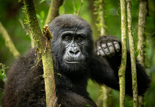 3 Day Bwindi Gorilla Habituation Trip
