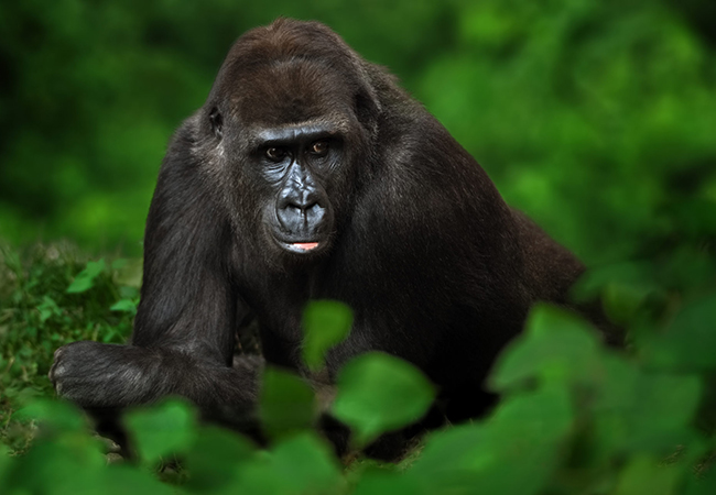 5 Day Gorillas & Chimpanzee Trekking Safari