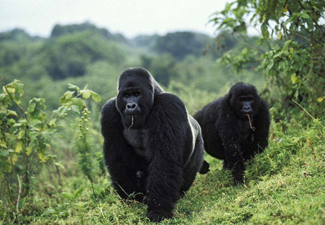5 Days Rwanda Primates Safari