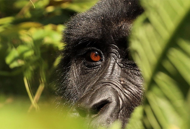 5 Days Uganda Gorillas and Game Safari
