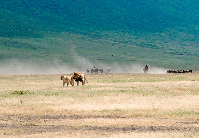 6 Days Safari – Lake Manyara – Serengeti – Ngorongoro Crater