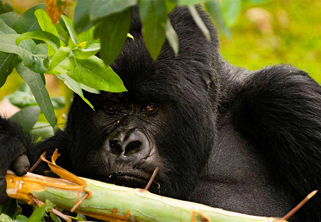 7 Days Best Gorilla Trip in Uganda