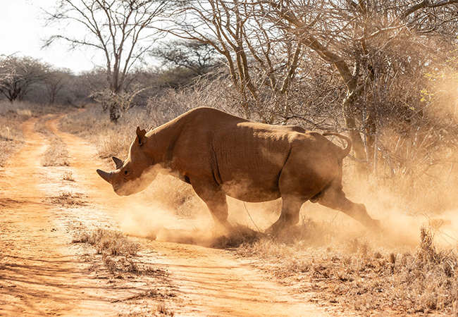 7 Days Masai Mara – Ngorongoro Crater – Lake Manyara Kenya Tanzania Safari