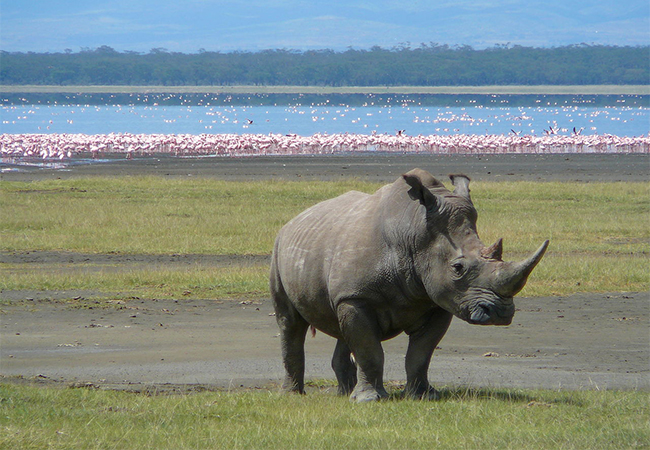 7 Days Safari – Masai Mara –Lake Naivasha – Lake Nakuru – Amboseli