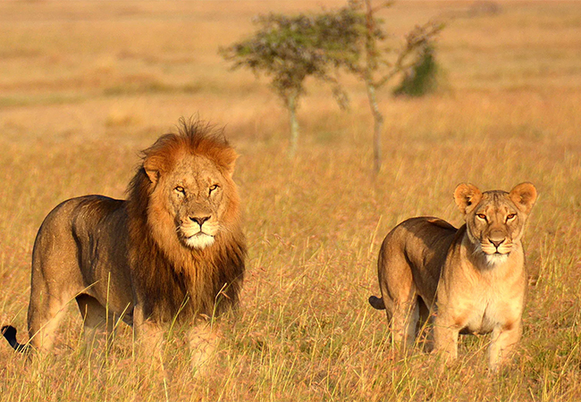 9 Days Masai Mara – Ngorongoro Crater – Serengeti Kenya Tanzania Safari