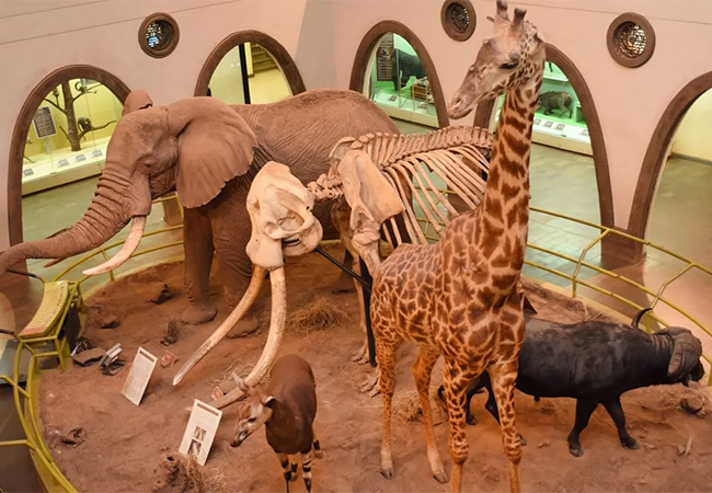 Nairobi National Museum Day Tour